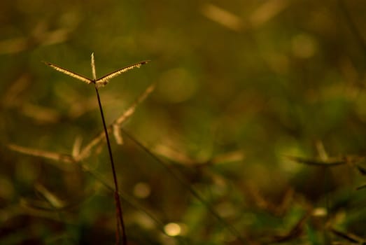 Crowfoot grass weed field in the morning light