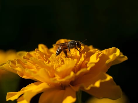 A bee on the Marigold flower in the garden