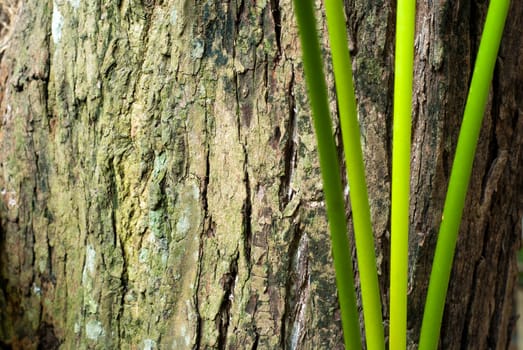 Texture and trenches on surface bark of tree trunk, abstract background