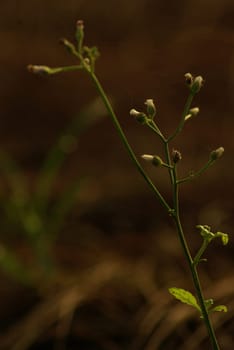 Little Ironweed grass field in the morning light