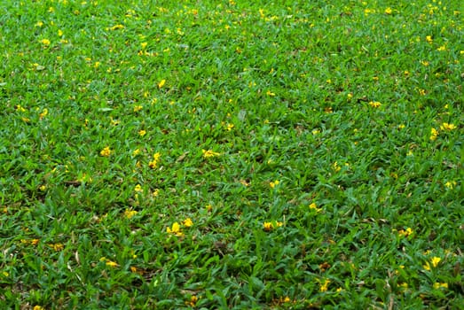 The falling yellow flowers were scattered around the lawn