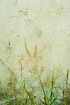 The movement blured grass flower in wind beside the concrete wall