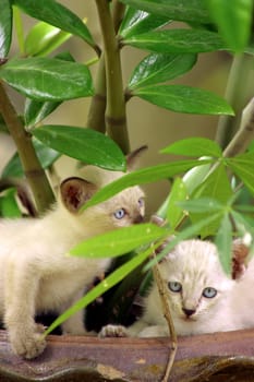 The eyes of white kitten behind the ZZ plant leaves