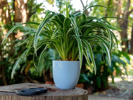 The Spider Plant in small pots to decorate the garden