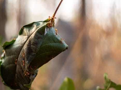 Close-up Leaf wrapped as a nest of red ants