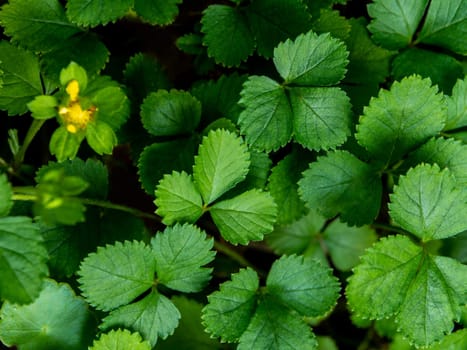 The Mock Strawberry plant for ground cover in the garden