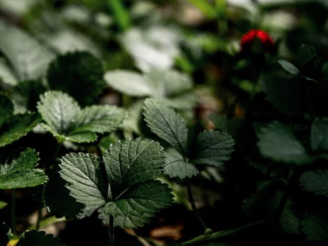 The Mock Strawberry plant for ground cover in the garden