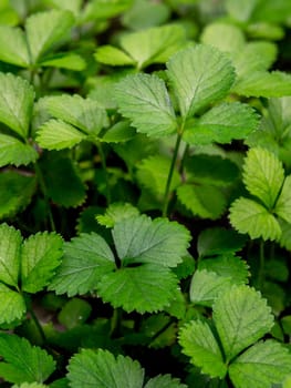 The Mock Strawberry plant for ground cover in the garden