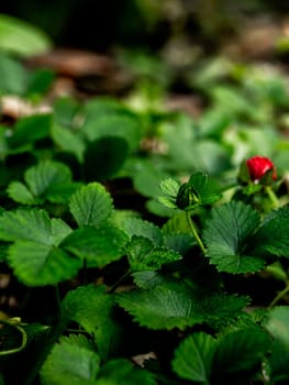 The Mock Strawberry plant for ground cover in the garden