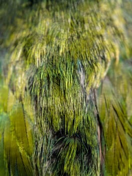 full-frame close up green fur texture of the bird