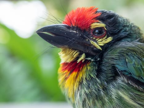 Close up the face of Juvenile Coppersmith barbet bird