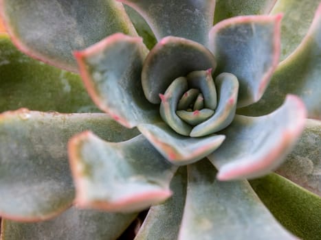 Succulent plant close-up, Leaves detail close up of Echeveria Succulent plant