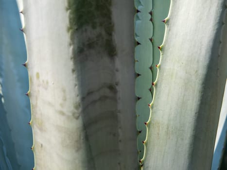Agave succulent plant, close up white wax on freshness leaves with thorn of Agave leaf