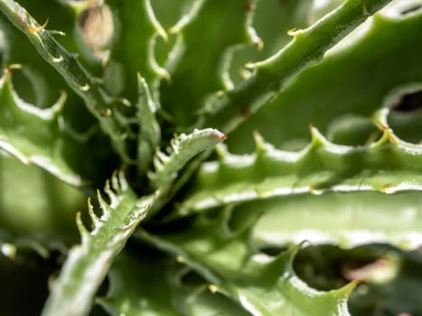 Agave succulent plant, close up white wax on freshness leaves with thorn of Agave leaf