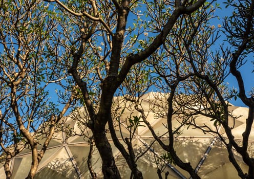 A grove of frangipani trees surrounds the dome of the desert plants