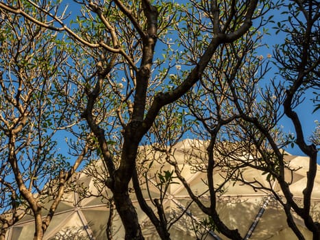 A grove of frangipani trees surrounds the dome of the desert plants