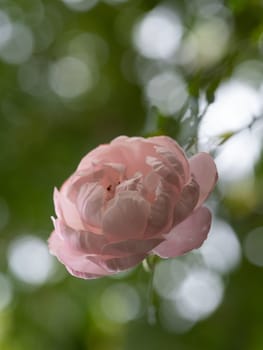 Shape and colors of Plume rose that blooming