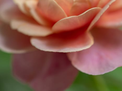 Close-up delicate Distant drums rose petals as nature background