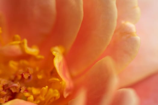 Close-up delicate Distant drums rose pollens and petals as nature background