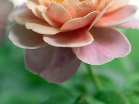 Close-up delicate Distant drums rose petals as nature background