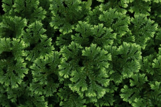 Full-frame texture background of Spike Moss fern leaves