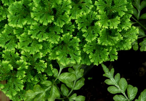 Full-frame texture background of Spike Moss fern leaves