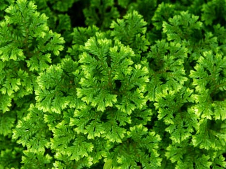 Full-frame texture background of Spike Moss fern leaves