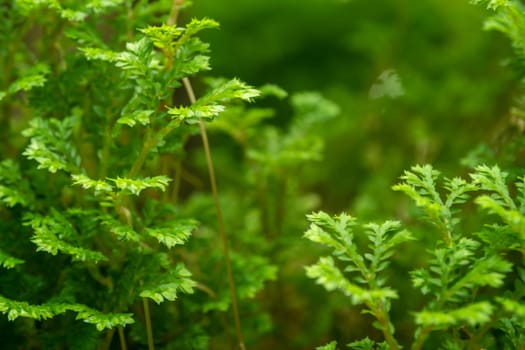 Full-frame texture background of Spike Moss fern leaves