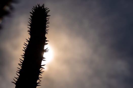 Silhouette Madagascar palm the Spiky desert plant in the hard sunlight of daytime