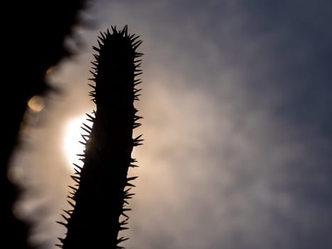 Silhouette Madagascar palm the Spiky desert plant in the hard sunlight of daytime