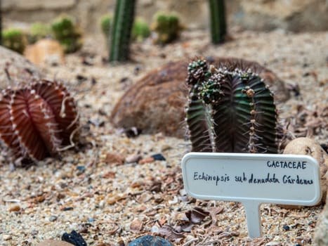 Gymnocalycium cactus growing in gravel sand ground with tag