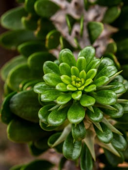 leaf buds of Alluaudia procera Drake cactus