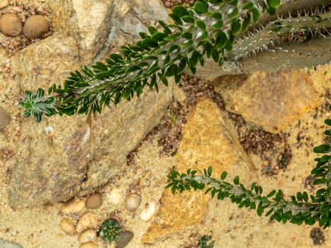 leaf with thorn of Alluaudia procera Drake cactus