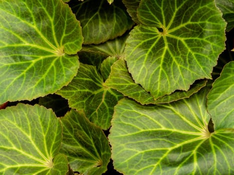 Full frame texture of Begonia leaves as nature background