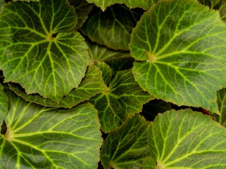 Full frame texture of Begonia leaves as nature background