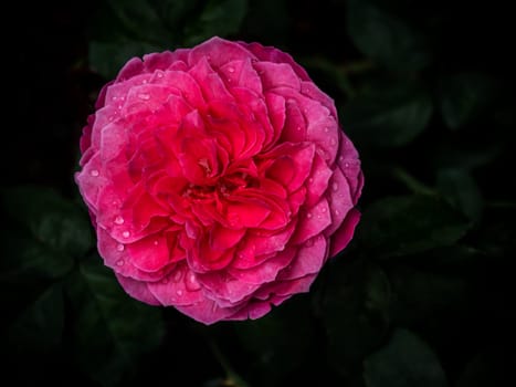 Shape and colors of Yuzen roses that begin to bloom