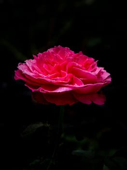 Shape and colors of Yuzen roses that blooming