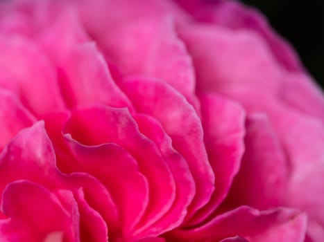 Close-up delicate Yuzen rose petals as nature background