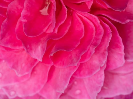 Close-up delicate Yuzen rose petals as nature background