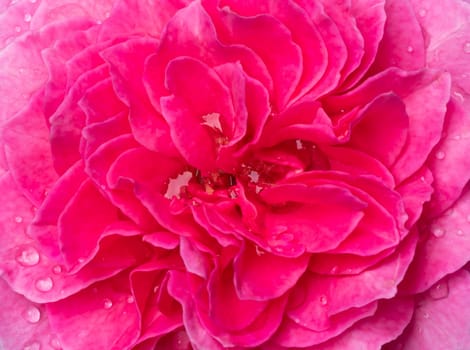 Close-up delicate Yuzen rose petals as nature background
