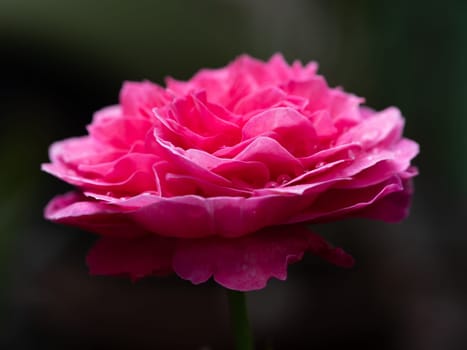 Shape and colors of Yuzen roses that blooming in Tropical climates