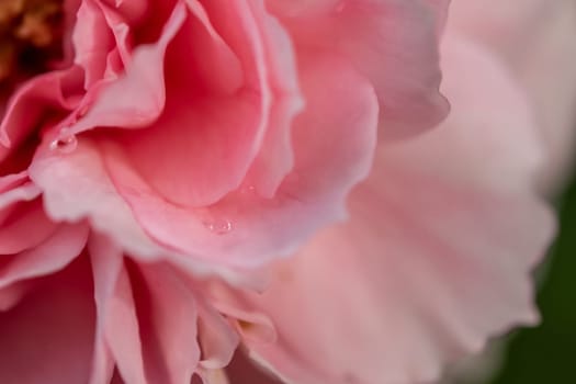 Close-up delicate Princess Meiko rose petals as nature background