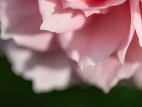 Close-up delicate Princess Meiko rose petals as nature background