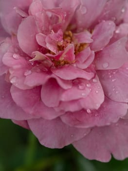 Close-up delicate Claude Brasseur rose petals as nature background