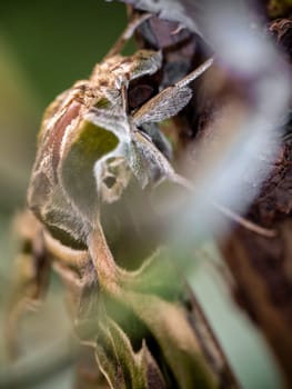 Close-up photo of a Oleander Hawk-moth perched on a branch