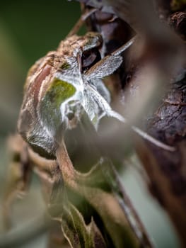 Close-up photo of a Oleander Hawk-moth perched on a branch