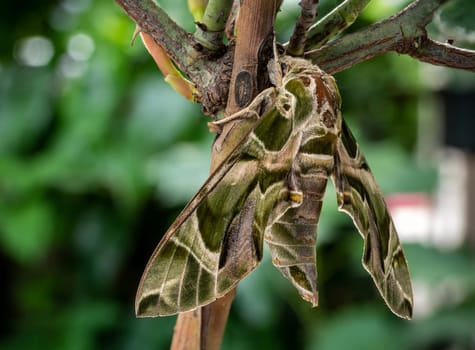 Close-up photo of a Oleander Hawk-moth perched on a branch