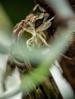 Close-up photo of a Oleander Hawk-moth perched on a branch