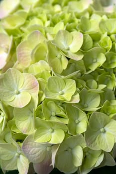 Close-up photo of a bouquet of hydrangeas flowers