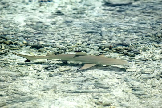 Blacktip reef shark (Carcharhinus Melanopterus), Male North, Maldives